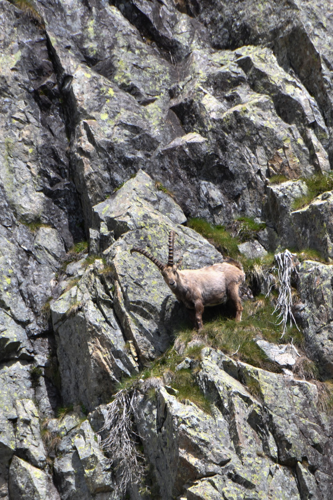 Observez les animaux de loin