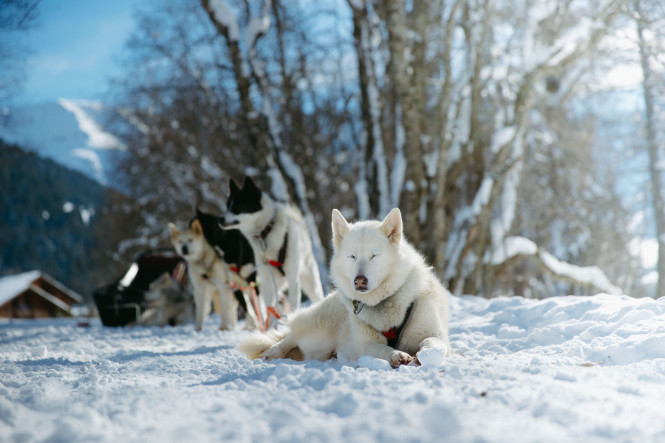 Chien de l'expérience traineau à chiens de Megève