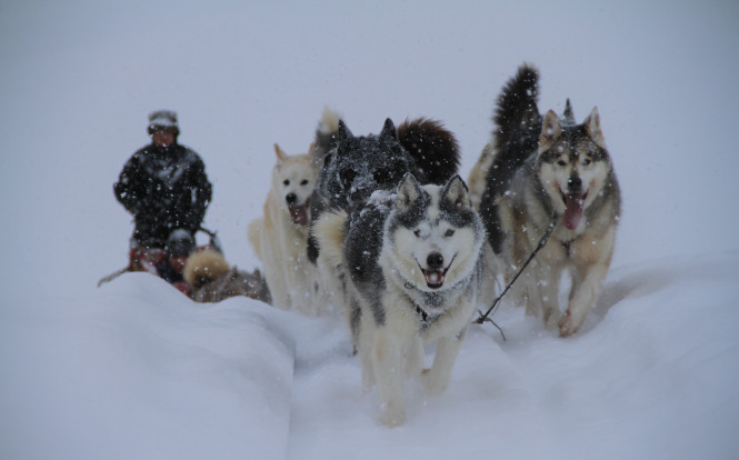 5. Dog Sledding: A wild and authentic adventure 🐕​