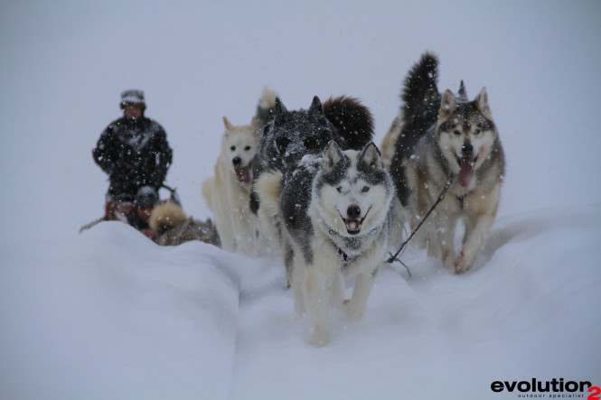 alt="Sled dog in powder snow in Tignes with Evolution2 Tignes"