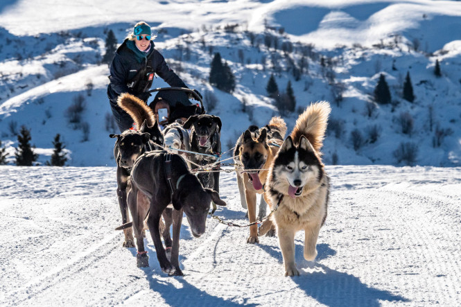 Activité chien de traineau à Megève avec Evolution 2
