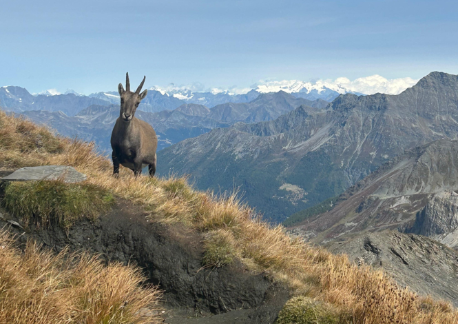 Mont Miravidi