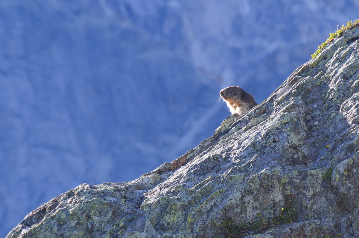 Comment découvrir la faune et la flore en montagne