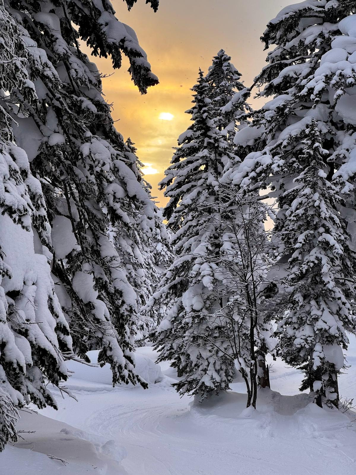 alt="Ski amongst the snow-covered fir trees in Japan, amidst powder snow and legendary landscapes"