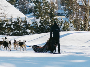 Dog sledding, winter, Megève, activity, huskys