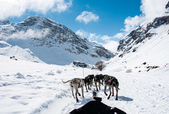Activité chiens de traîneaux avec Evolution 2 Val d’Isère.
