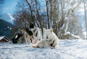 chiens de traîneau, neige, chiens, huskys, balade