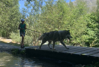 chiens, nature, balade, randonnée
