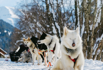 chiens de traîneau, neige, chiens, huskys, balade