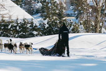 Chien de traineau, megève, saint-gervais