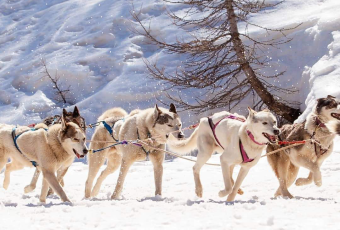 Chiens de traineau