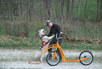 Cani Trottinette