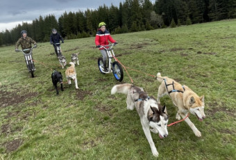 Cani Trottinette
