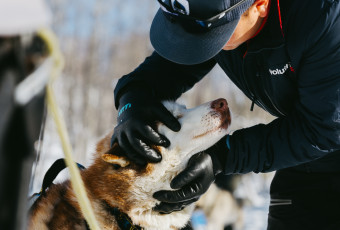 Chien de traineau, megève, saint-gervais