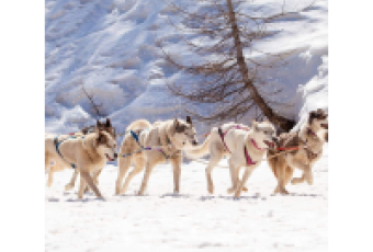 Chiens de traineau
