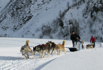 Chien de traineau, megève, saint-gervais