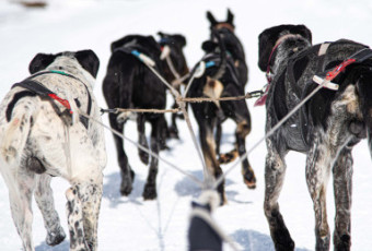 Dog sledding