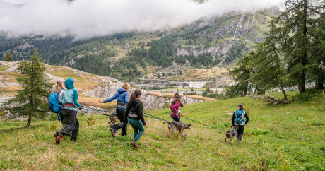 cani-rando chiens Tignes