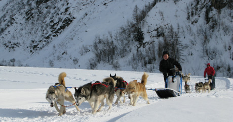 Chien de traineau, megève, saint-gervais