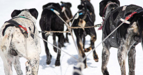 Chiens de traineaux