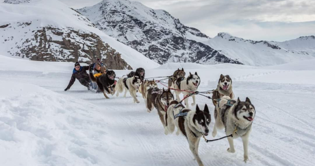Dog Sledding