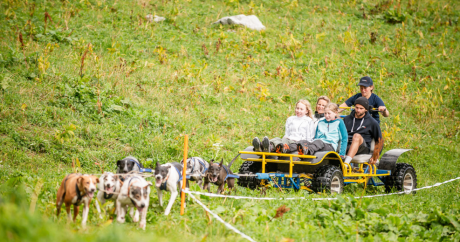 Attelage de chiens tirant un cani-kart en forêt avec des passagers
