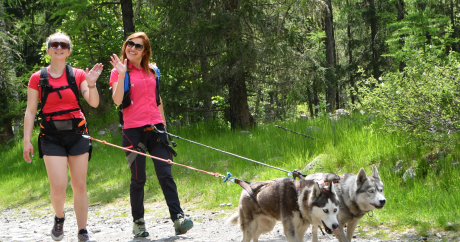 cani-randonnée en montagne, huskys, haute-savoie, savoie