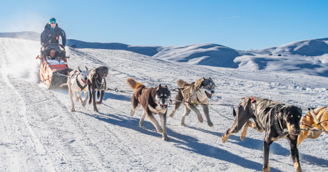 traîneau à chien, neige, chiens, huskys, balade